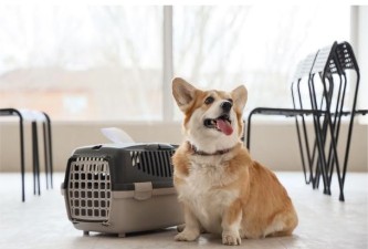 The Ultimate Pet Travel Packing Checklist