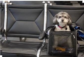 Flying with a Dog for the First Time: A Complete Guide
