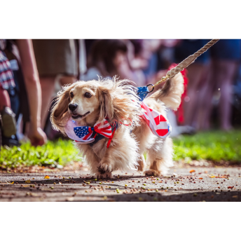 Flying With Your Pet Over the 4th of July: What You Need to Know